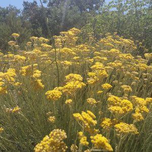 Immortelle