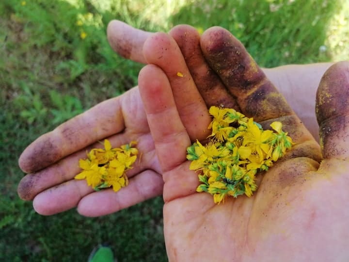 OUR HERBS