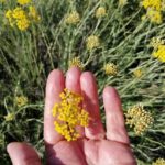 Immortelle