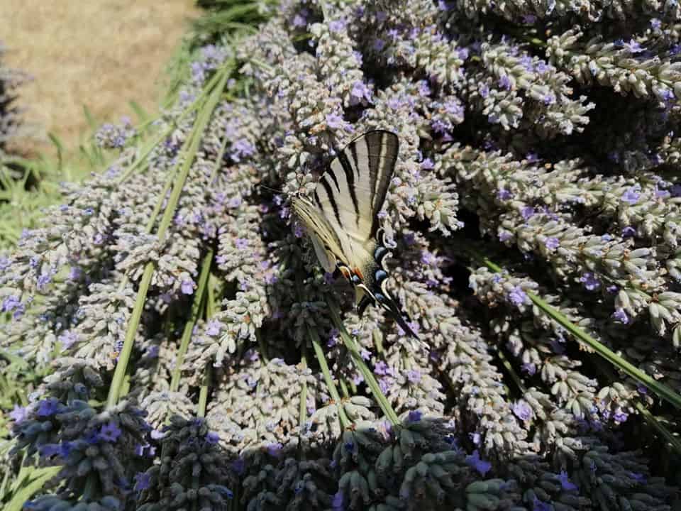 LAVENDER