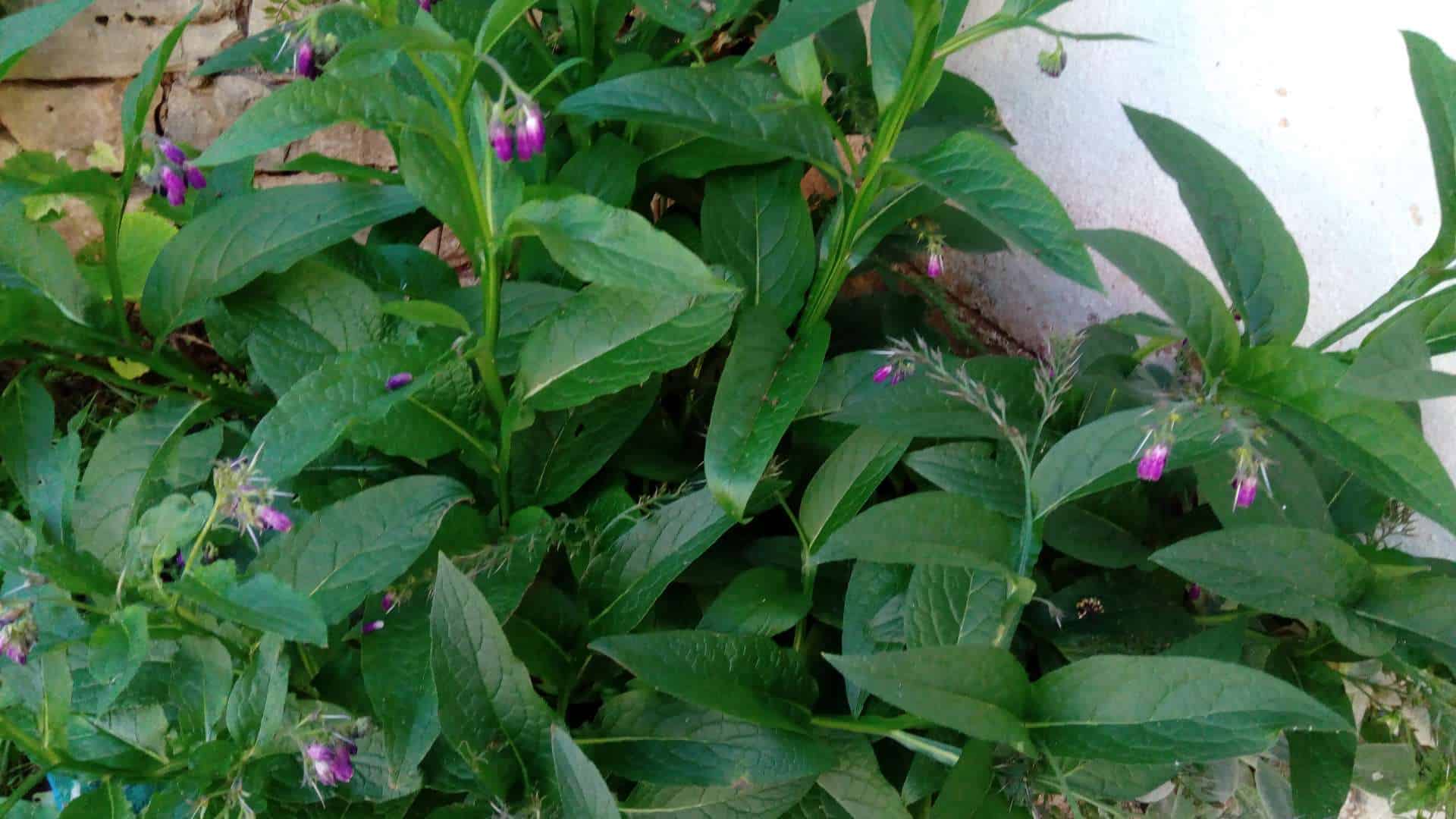 COMFREY