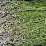 Lavanda