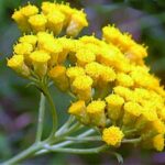 Immortelle