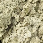 Yarrow